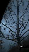 bloodyfukk Altpins Profile Picture