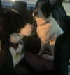 tecknopuppy Altpins Profile Picture
