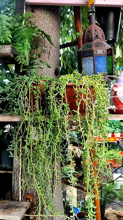 1justsabi 1justsabi archive video