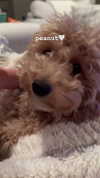 bellarenaldi Altpins Profile Picture