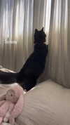 sydney_melman Altpins Profile Picture