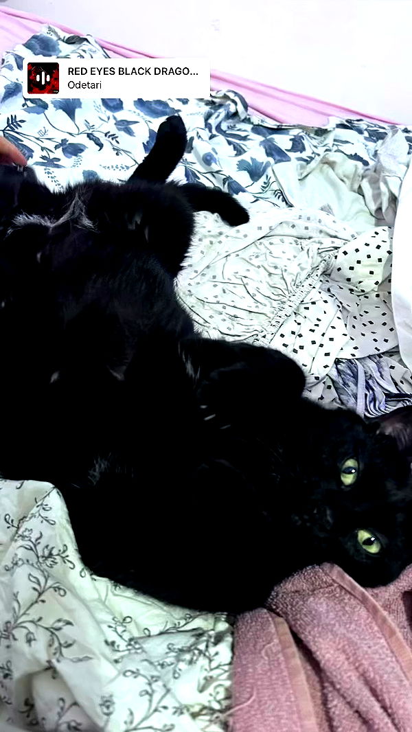 hellokittyangel666 archive video preview