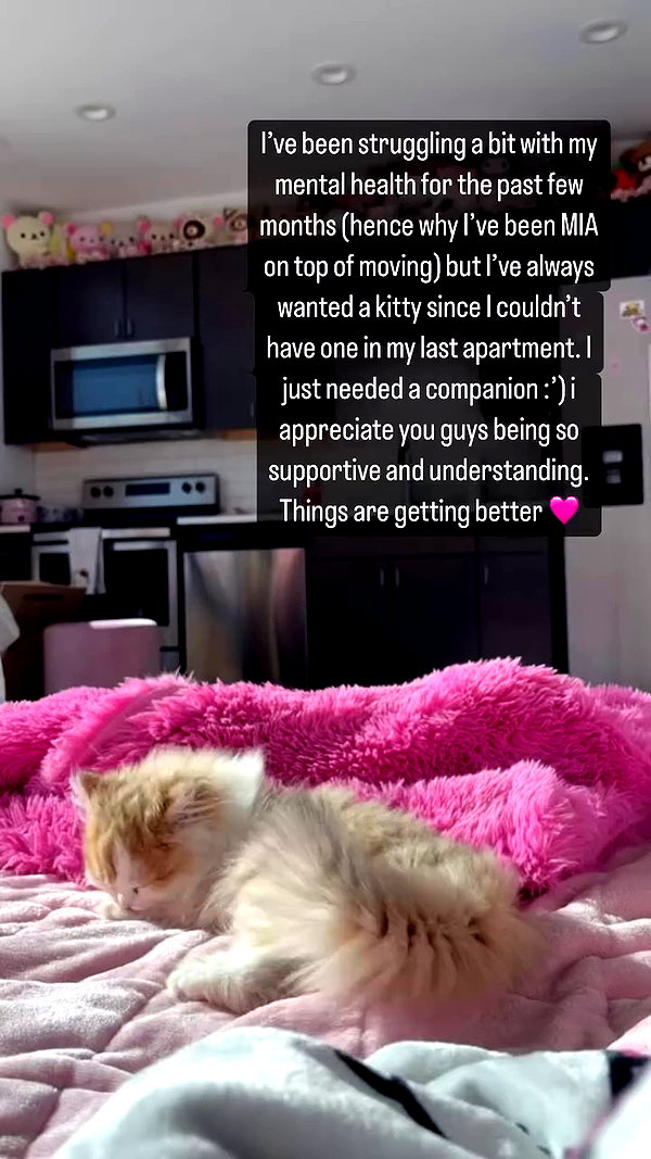 pockycatt archive video preview