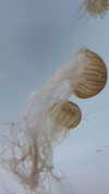 candy_balll Altpins Profile Picture