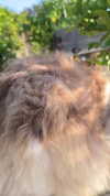 carolinesometimes Altpins Profile Picture