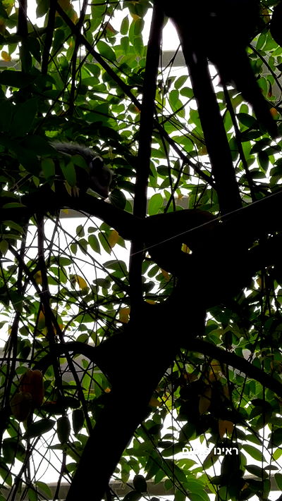 biton__adi biton__adi archive video