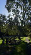 mollieruck Altpins Profile Picture