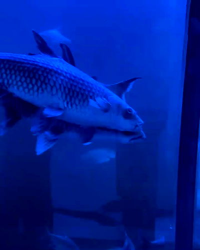 oqr0_ oqr0_ archive video