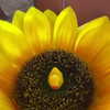 lir.noam Altpins Profile Picture