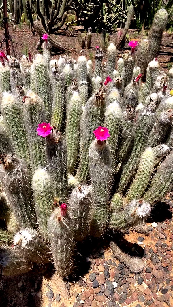 shanikaneko archive video preview