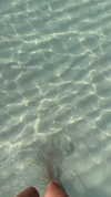 shirin_danin Altpins Profile Picture