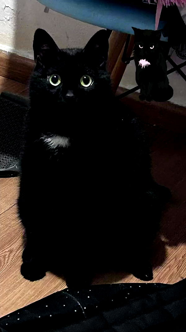 hellokittyangel666 archive video preview