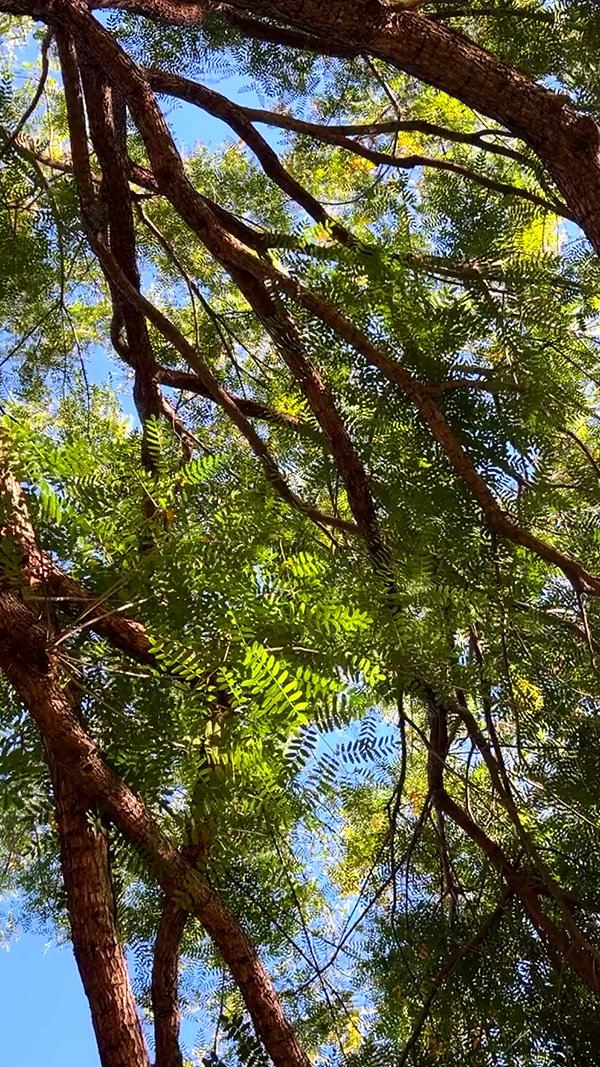 sydney_melman archive video preview