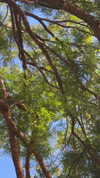 sydney_melman Altpins Profile Picture
