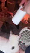 noikicat Altpins Profile Picture