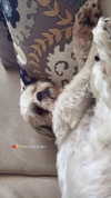 topaz_bn Altpins Profile Picture