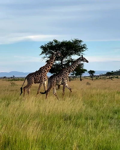 sydney_sweeney sydney_sweeney archive video