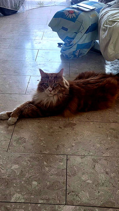 avital_1010.2003 avital_1010.2003 archive video