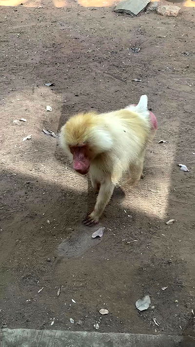 jaroslava_klavir jaroslava_klavir archive video