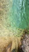 luciaaferrato Altpins Profile Picture