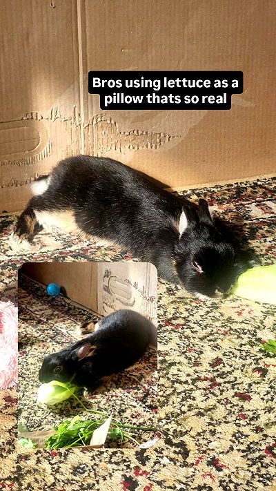 daniella_koosit daniella_koosit archive video