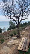 canabaputgir Altpins Profile Picture