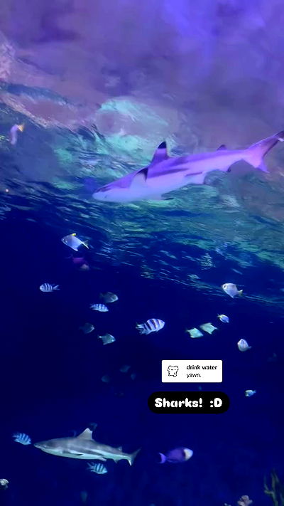 wuvkyu wuvkyu archive video