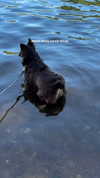 lilsyourfav Altpins Profile Picture