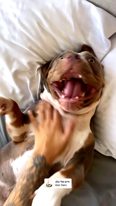 kesemgreenyer kesemgreenyer archive video