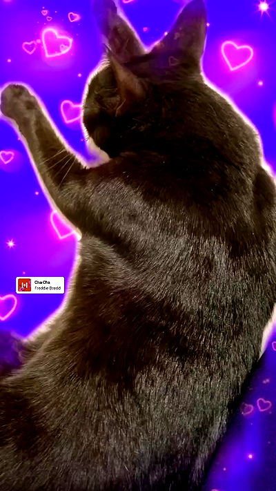 shayli_or shayli_or archive video