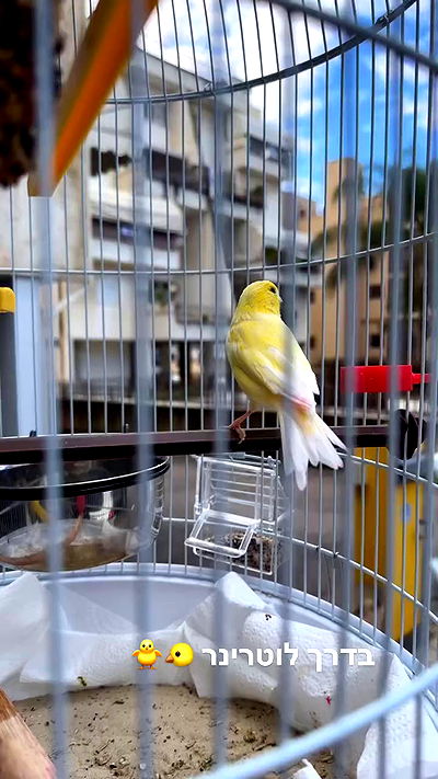 biton__adi biton__adi archive video