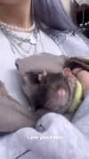 novahnovielli Altpins Profile Picture