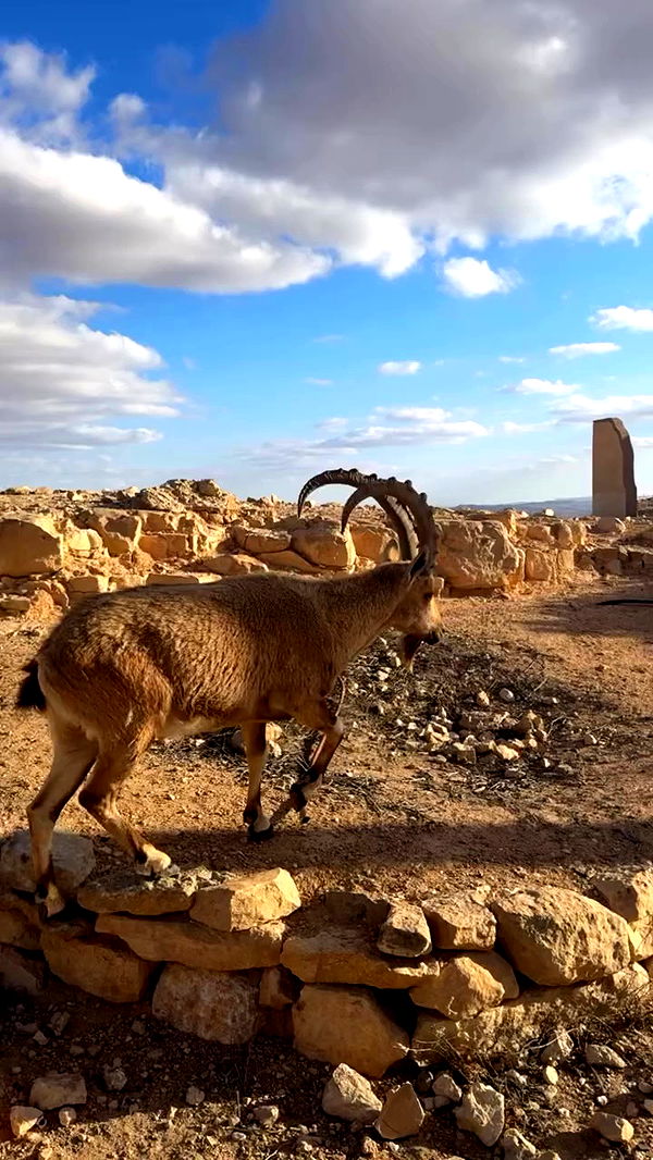 romy_ayalla_lavi archive video preview