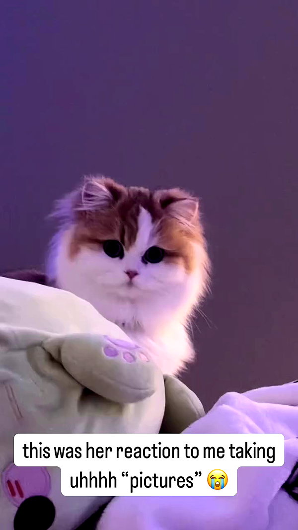 pockycatt archive video preview