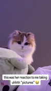 pockycatt Altpins Profile Picture