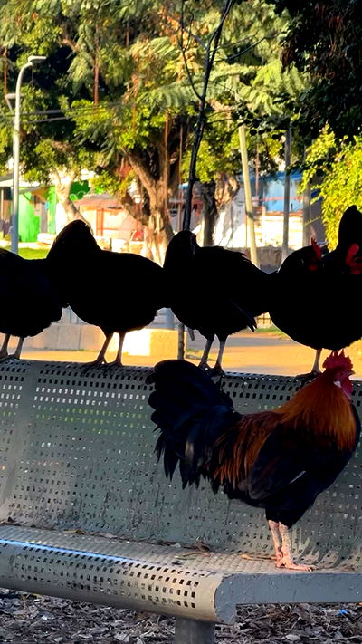 romy_ayalla_lavi romy_ayalla_lavi archive video