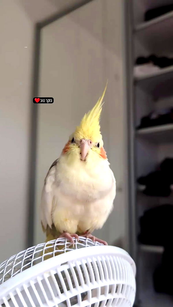 tinapavlov.sky archive video preview