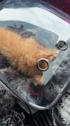 magg0tfleshh Altpins Profile Picture