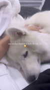 dianavgalvis Altpins Profile Picture