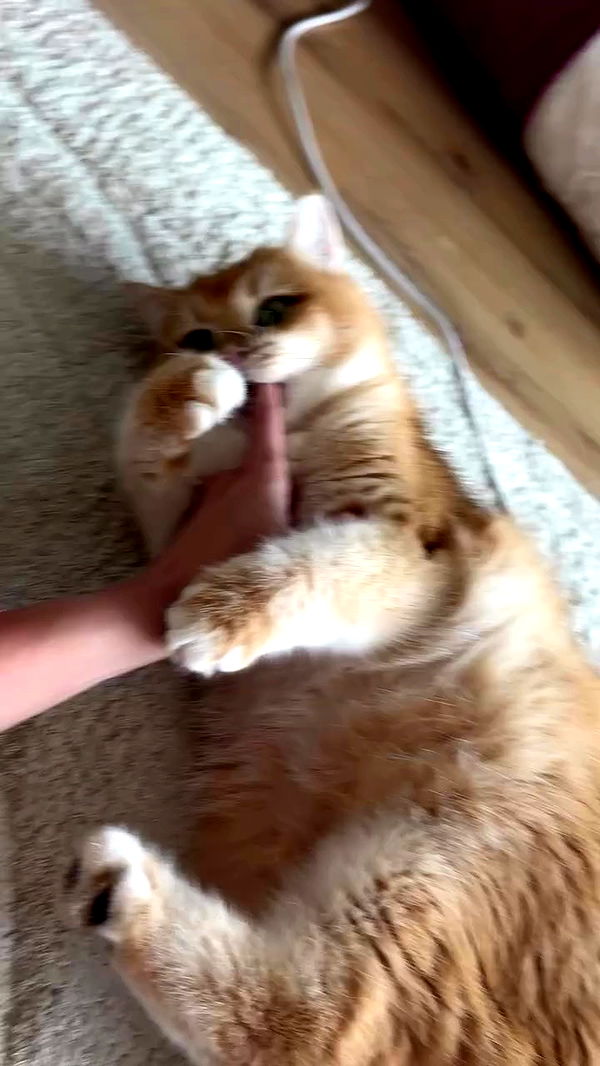 itsilanosh archive video preview