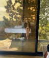 dianavgalvis Altpins Profile Picture