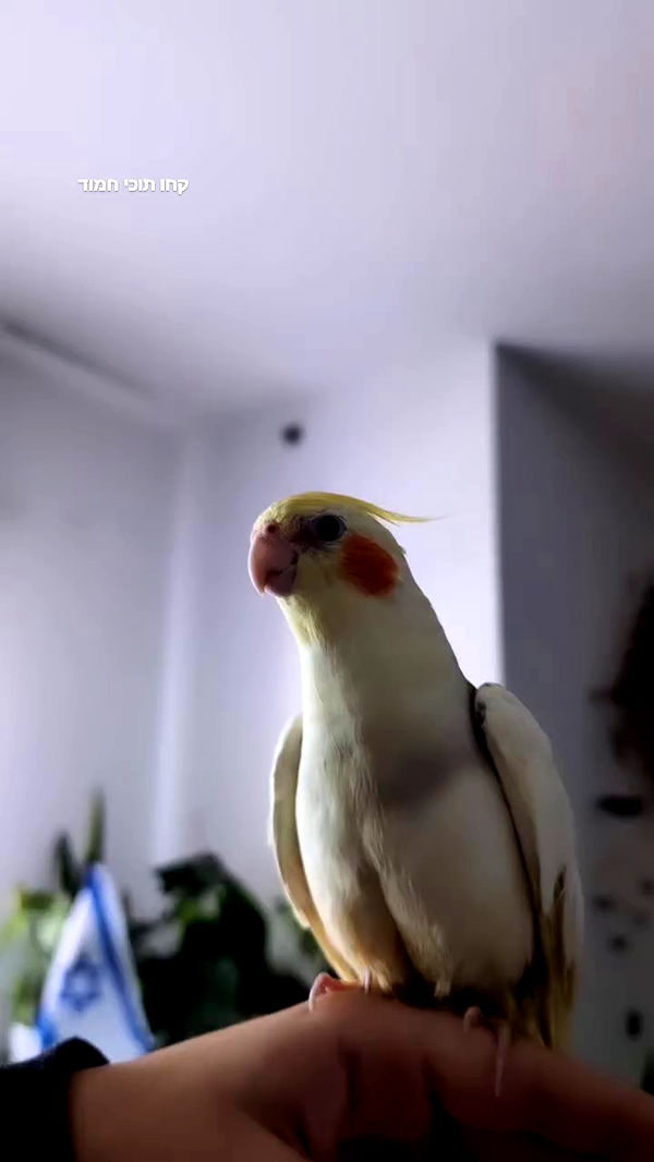 tinapavlov.sky archive video preview