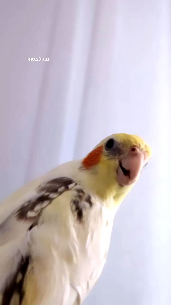 tinapavlov.sky archive video preview