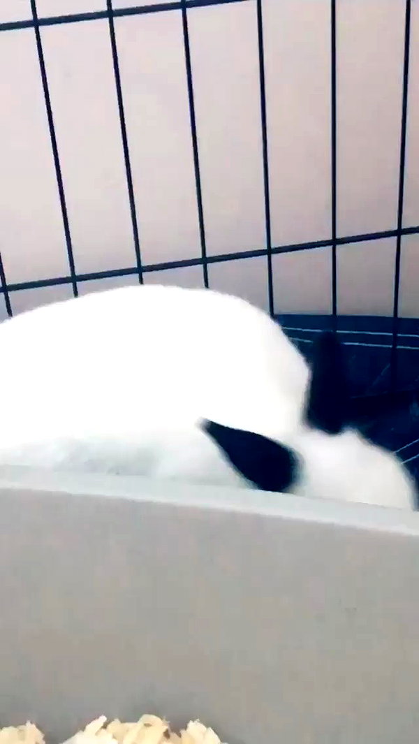 emiru.jpg archive video preview