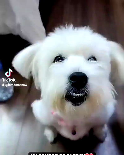 iamdorasnow iamdorasnow archive video