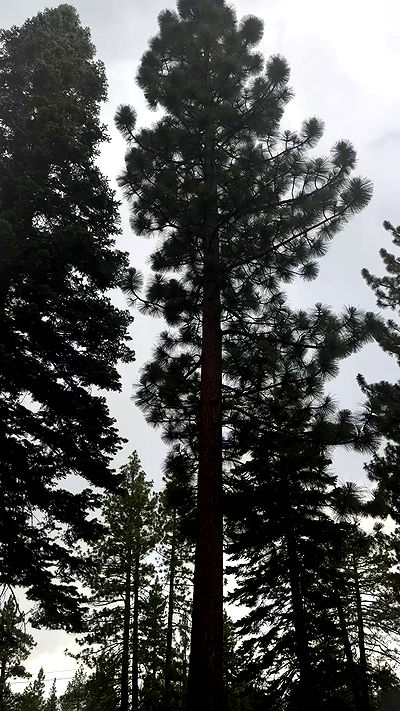 vamppyrbaby vamppyrbaby archive video