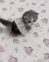 imeownaz Altpins Profile Picture