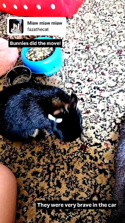 daniella_koosit daniella_koosit archive video