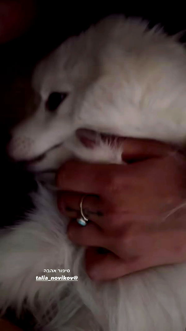 romy_ayalla_lavi archive video preview