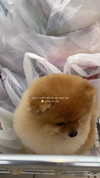 diana_tal_ Altpins Profile Picture